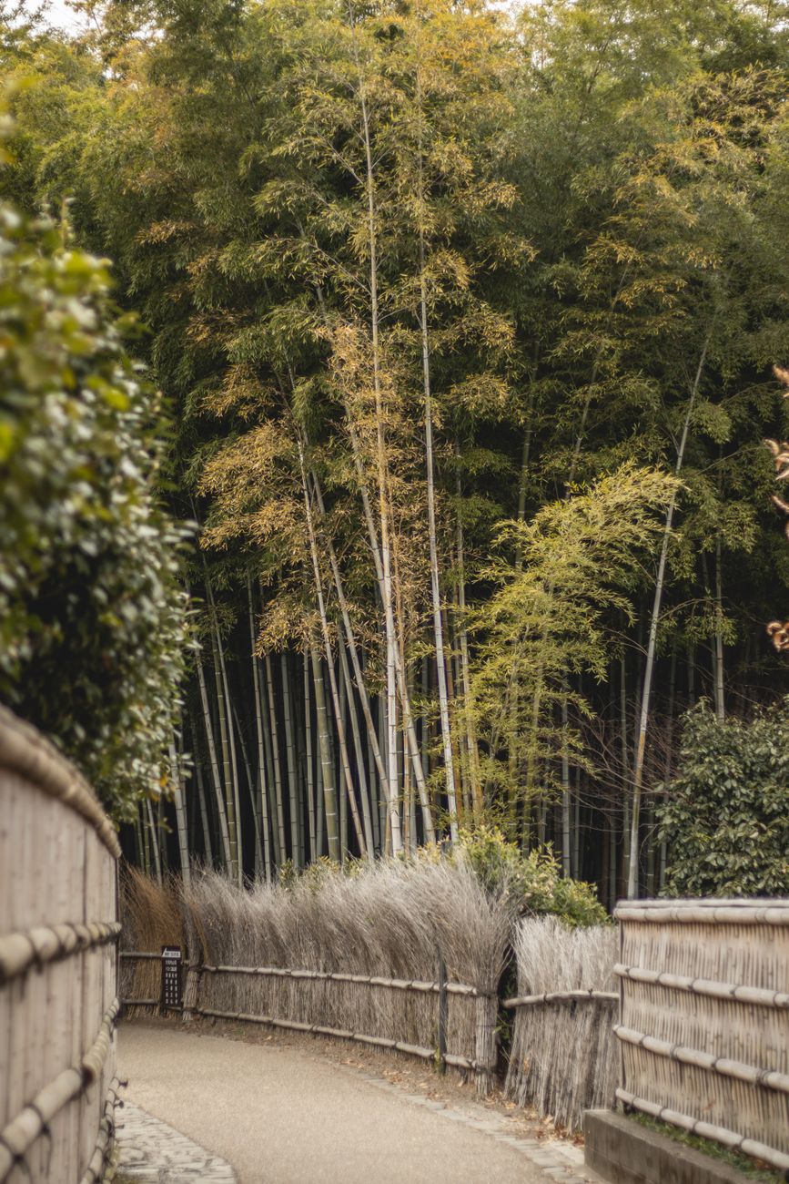 Traditional Japanese wooden temple garden