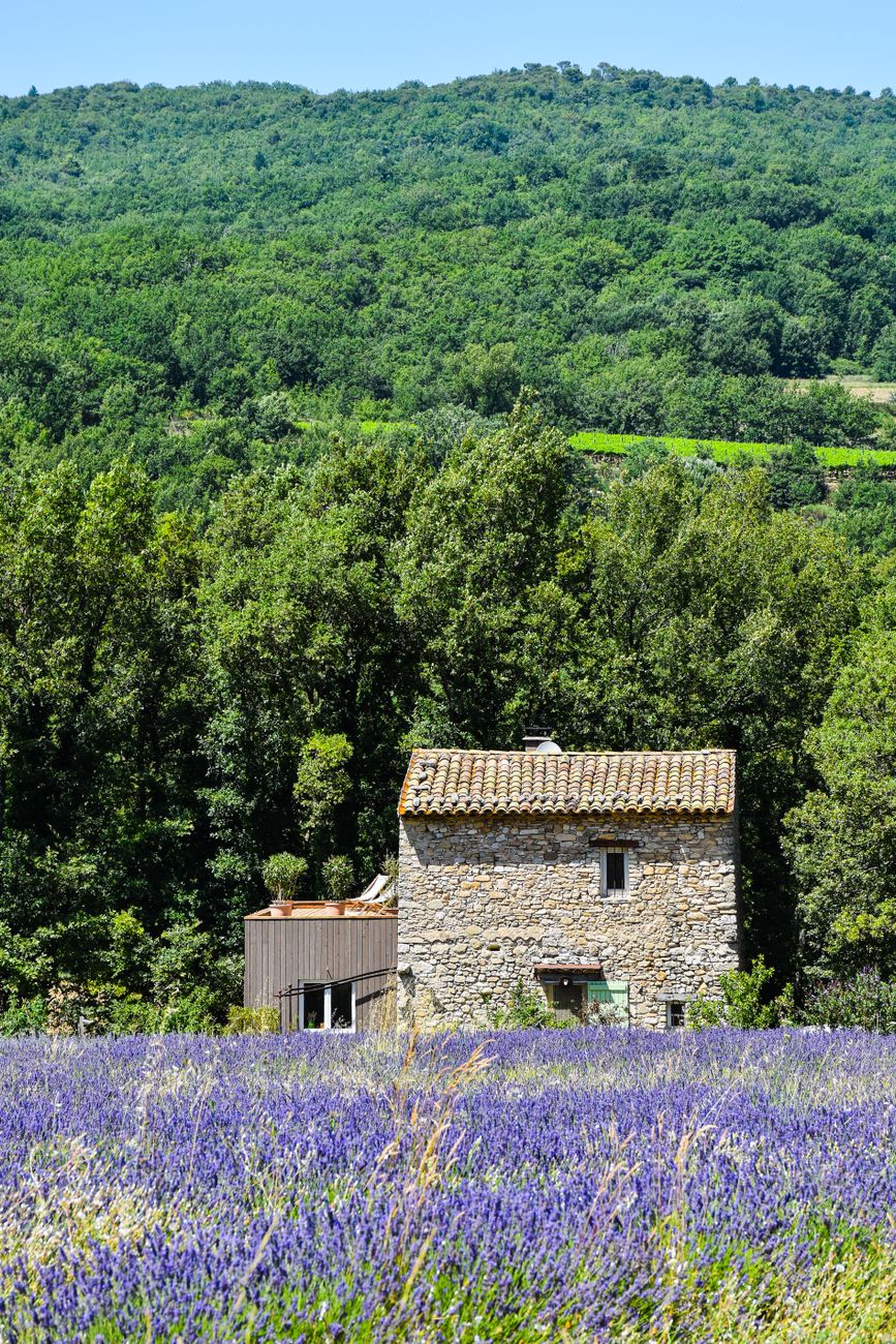 Provence lavender and vineyards France